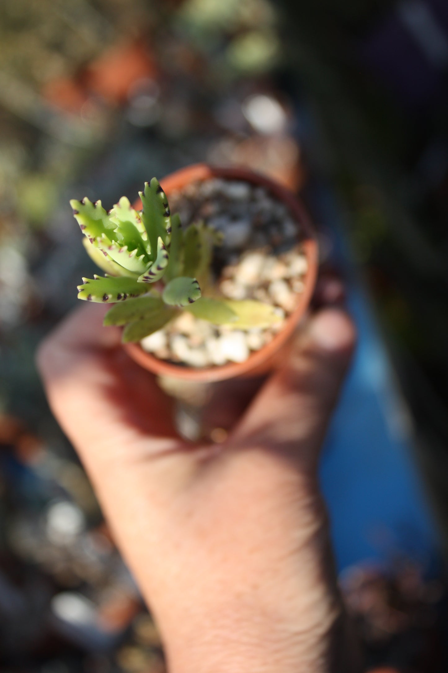 Kalanchoe tubiflora | Chandelier Plant | Mother of Millions