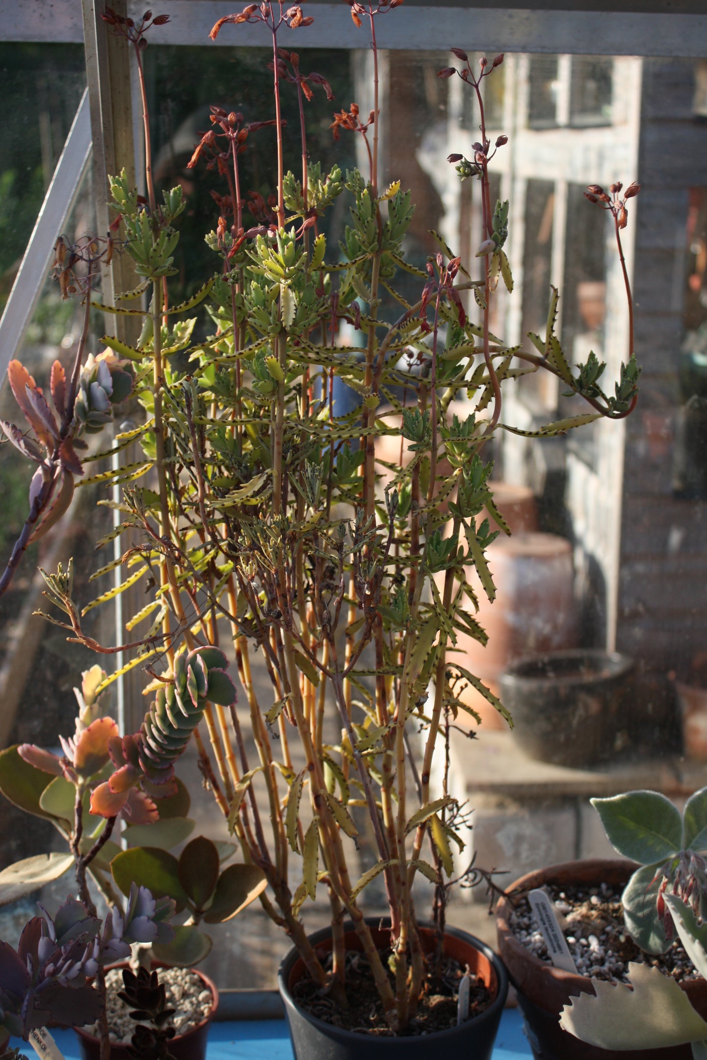 Kalanchoe tubiflora | Chandelier Plant | Mother of Millions - UK grown houseplant - Barney Plants