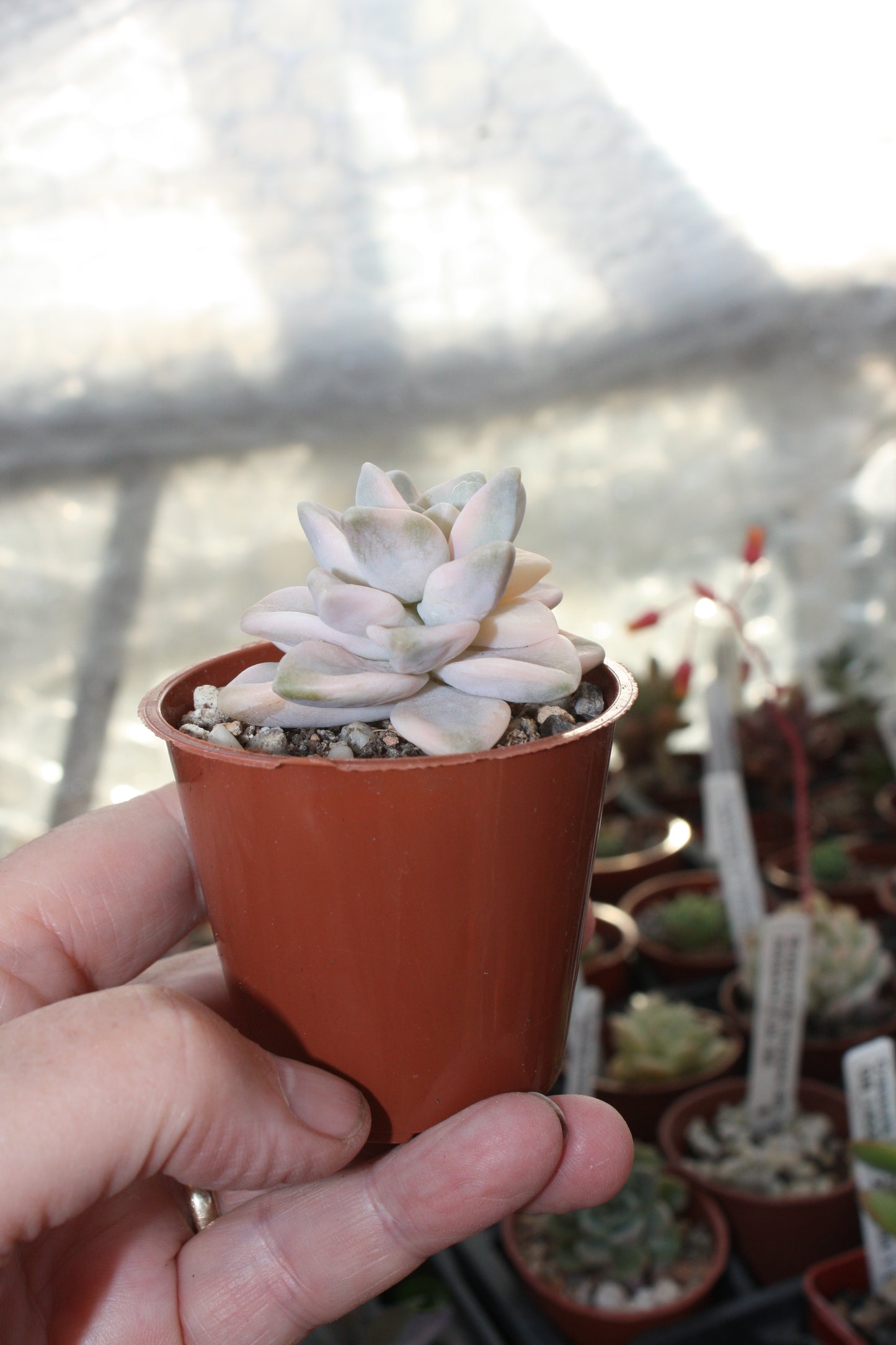 x Graptoveria 'Titubans' f. variegata (Apricot Form)