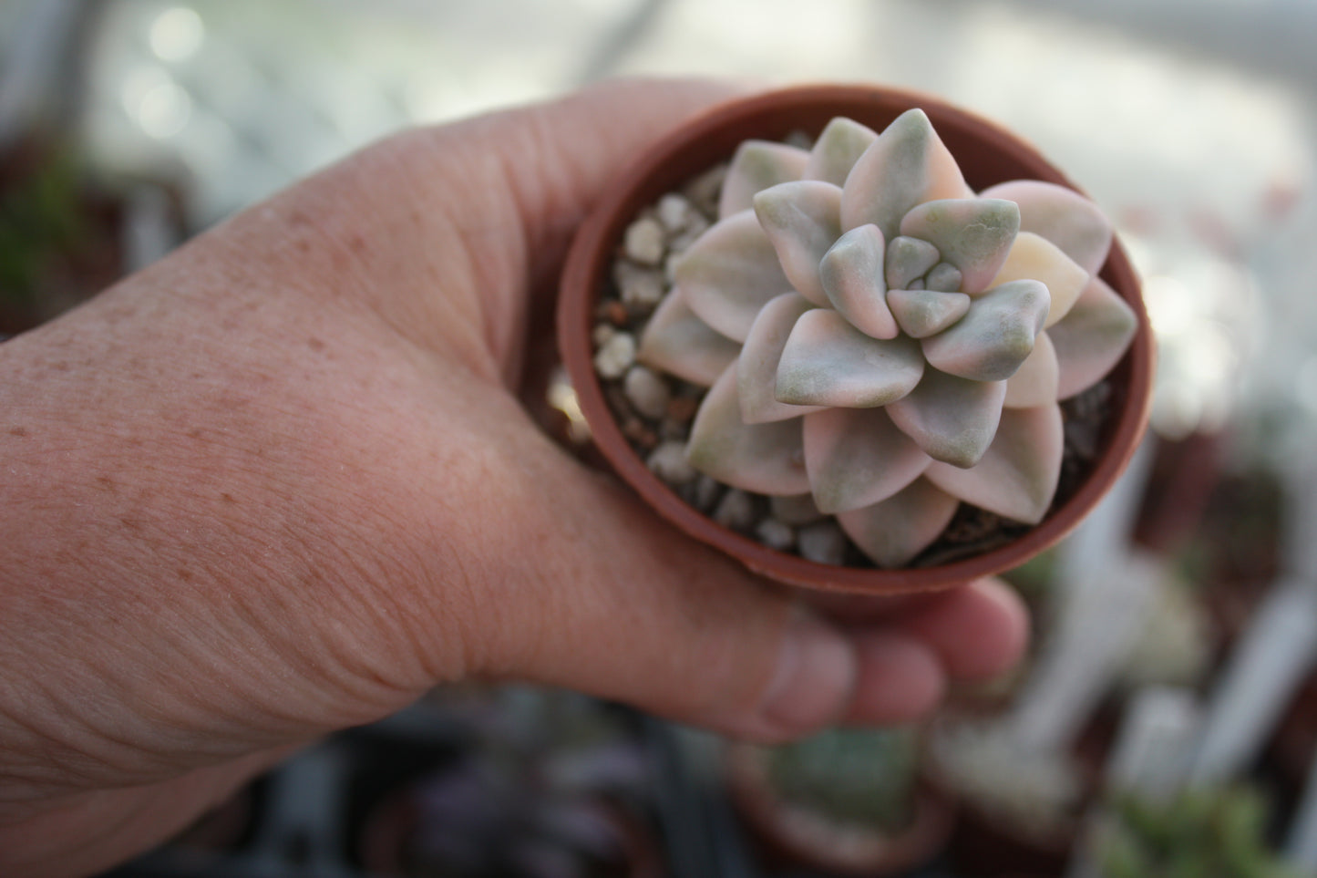 x Graptoveria 'Titubans' f. variegata (Apricot Form)