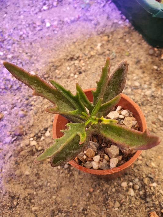 Kalanchoe x kewensis (Green spider/ Harpoon Leaf Kalanchoe)