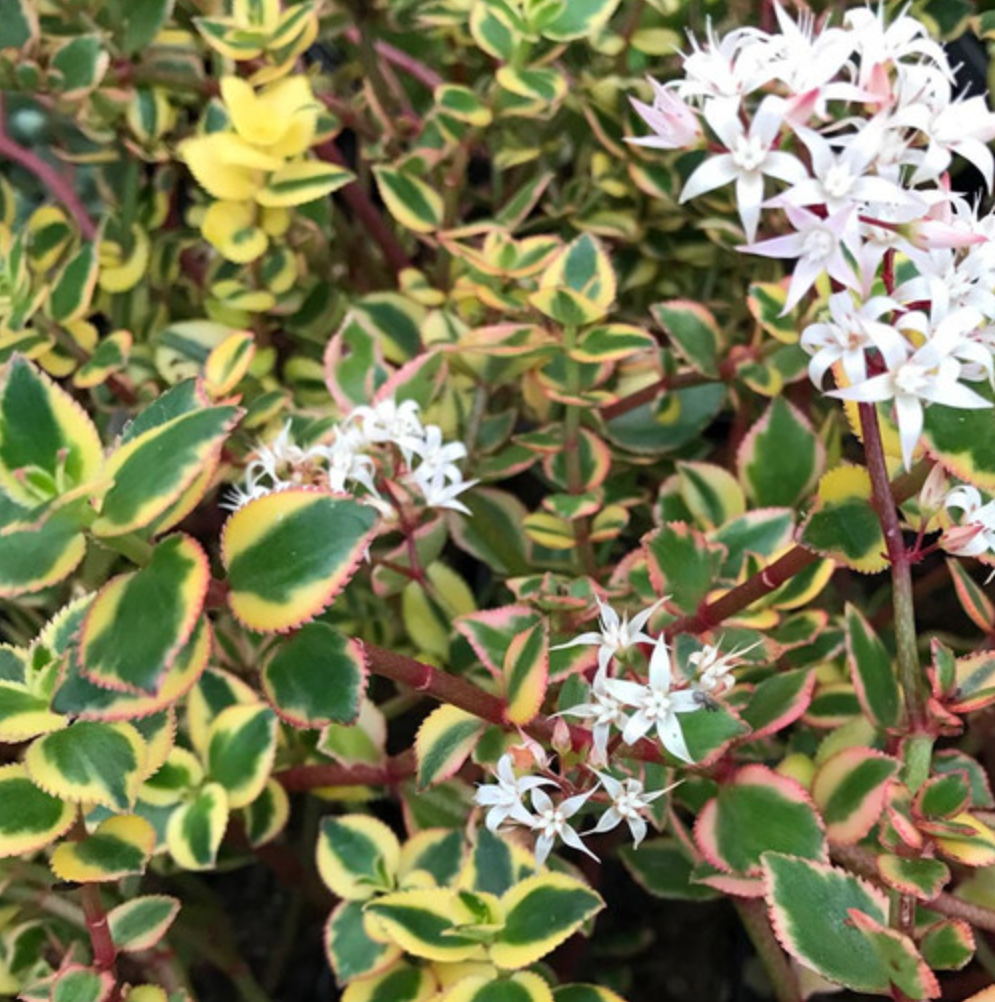 Crassula sarmentosa f. Variegata - Variegated Trailing Jade Succulent - Plant - UK grown houseplant - Barney Plants