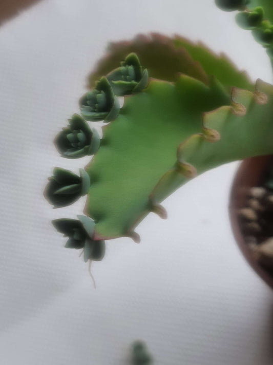 Kalanchoe pinnata Miracle Leaf Plant Plantlets x10 image 1
