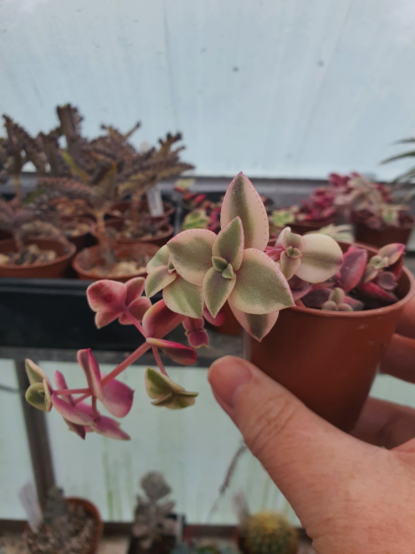 Crassula marginata 'Variegata' -Succulent image 0