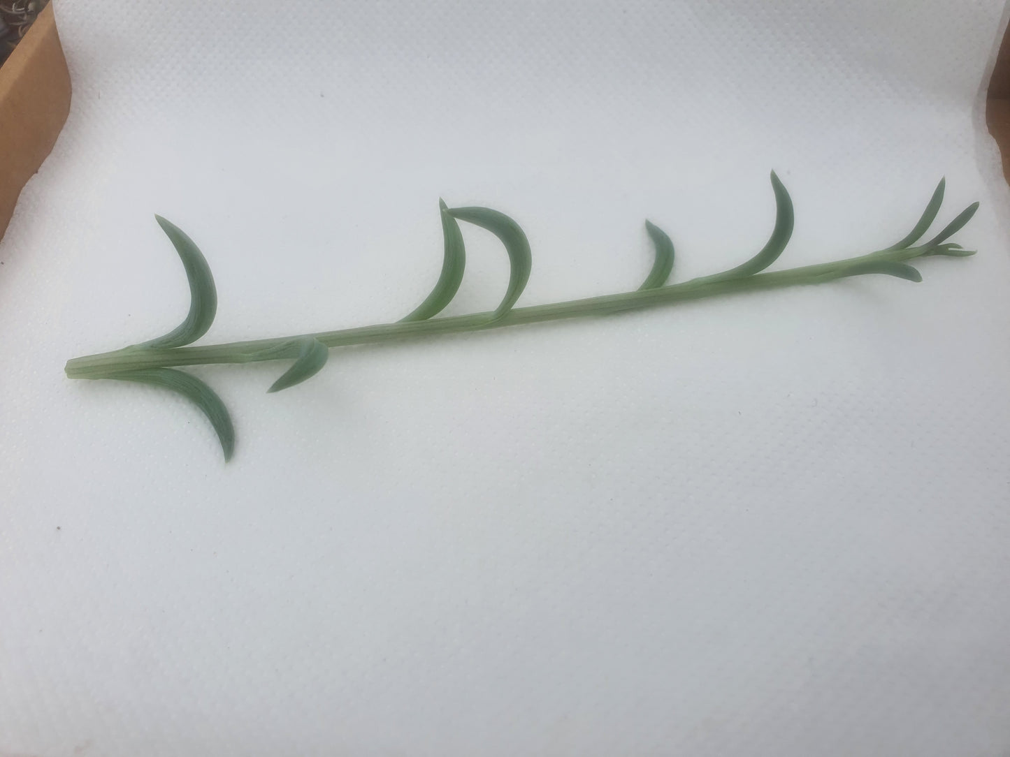 Senecio radicans -String of Bananas -Trailing - Cutting image 3