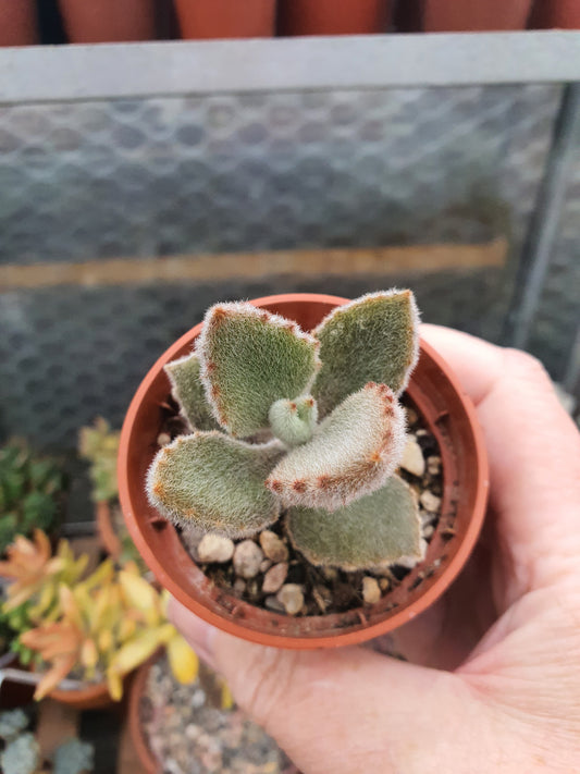 Kalanchoe beharensis 'Fang' (Felt Plant) image 1
