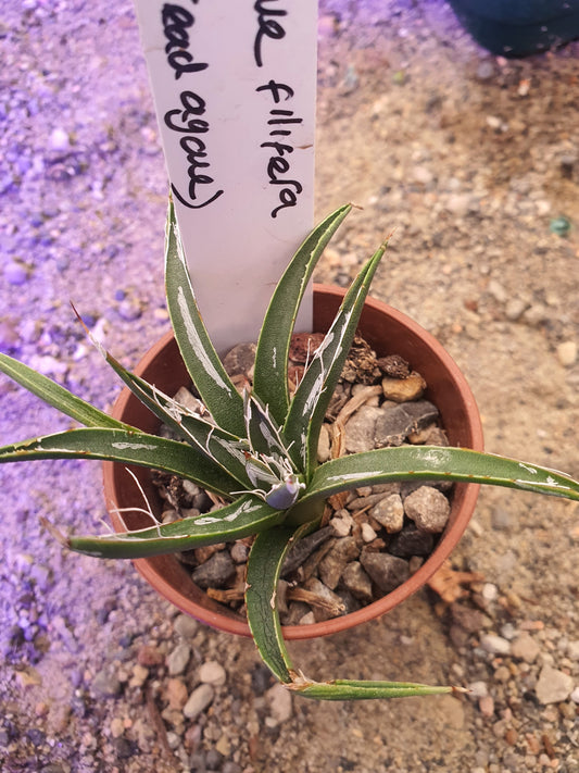 Agave filifera - Thread-Leaf Agave