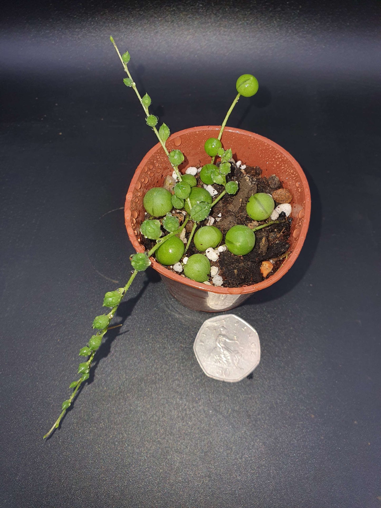 String of Pearls /Bead plant (Senecio rowleyanus) x1 cutting image 3