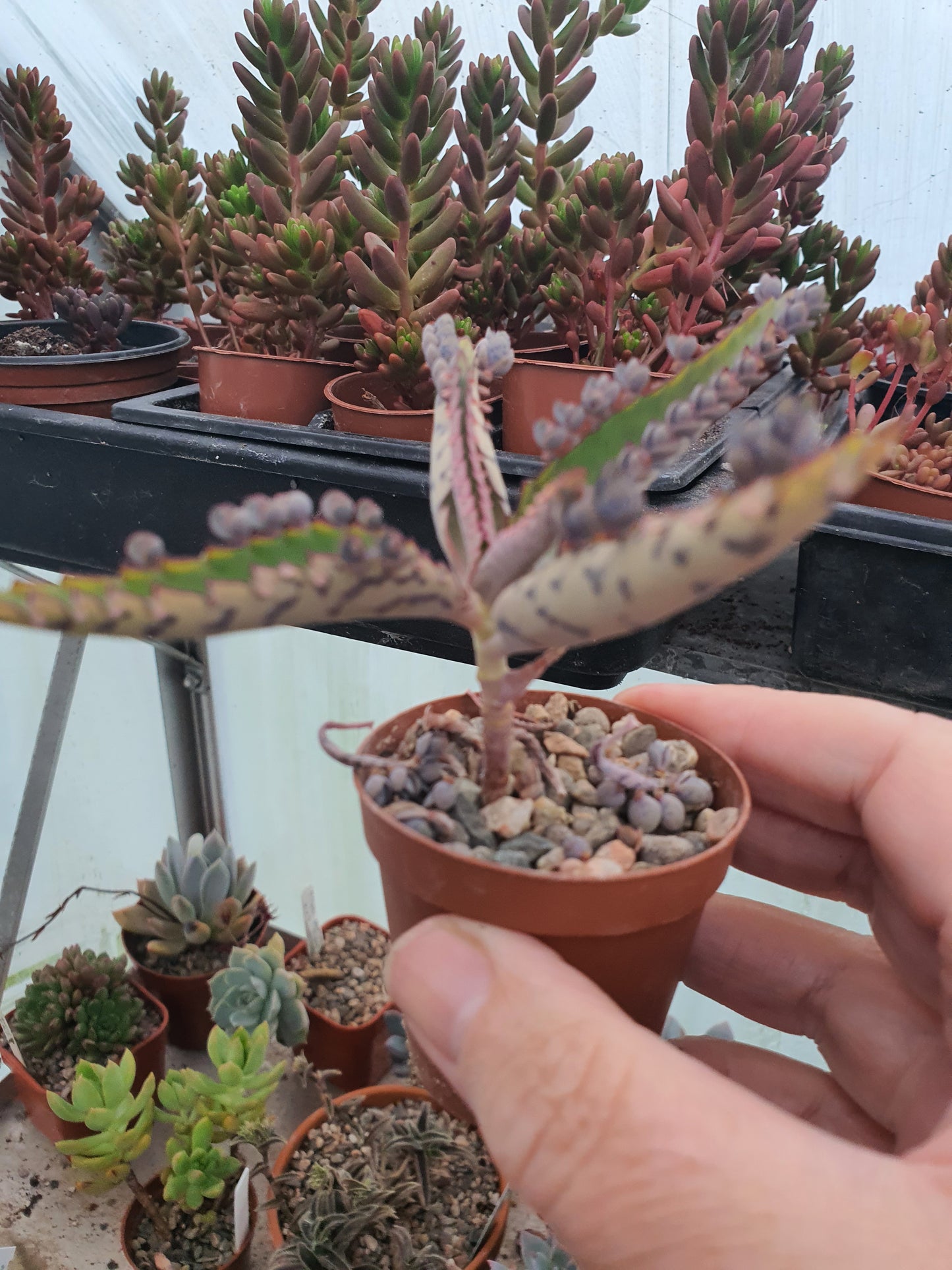 Kalanchoe daigremontiana (Mother of thousands) rooted in a pot image 1