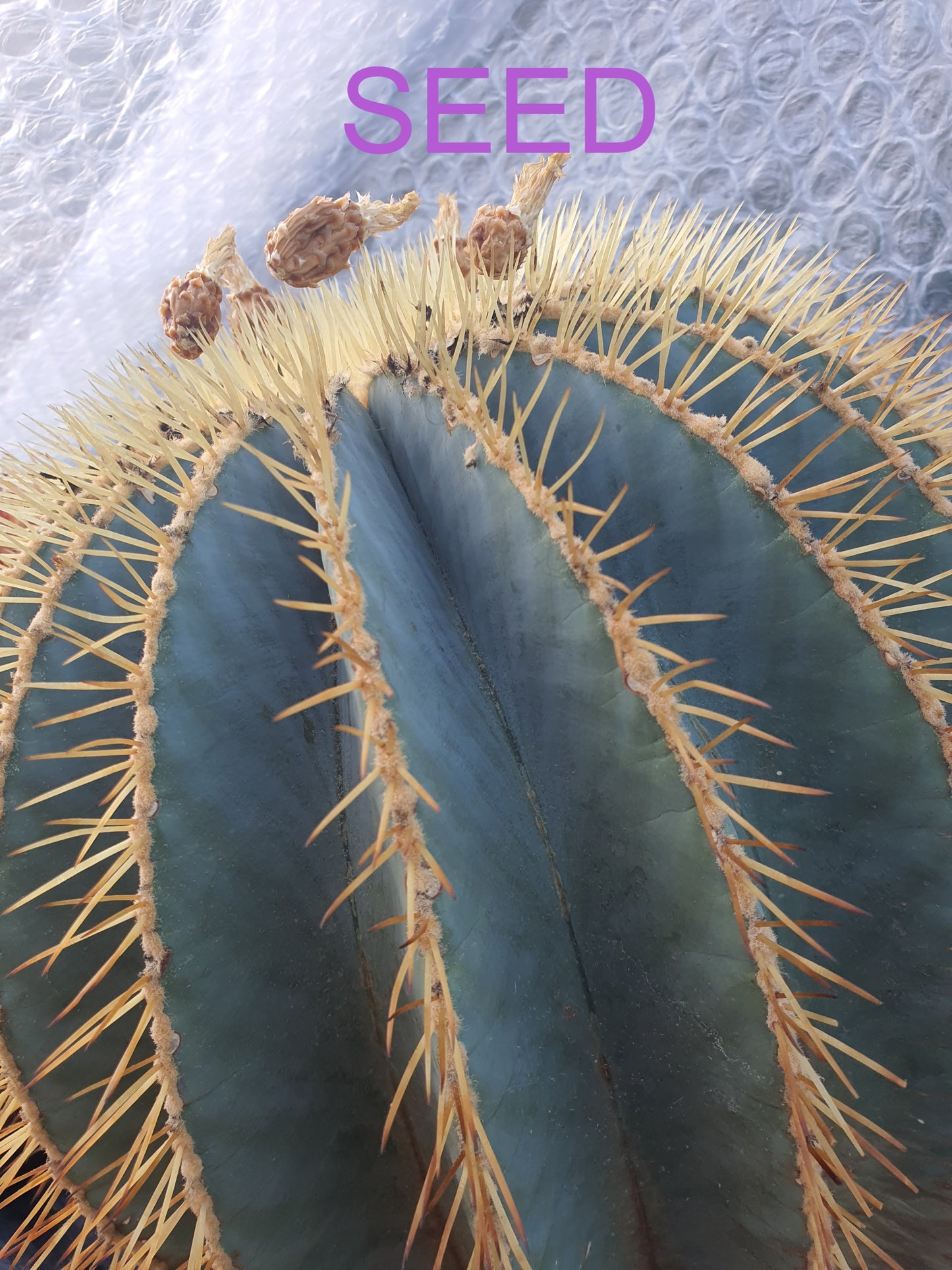 Ferocactus glaucescens - Fresh seed image 0