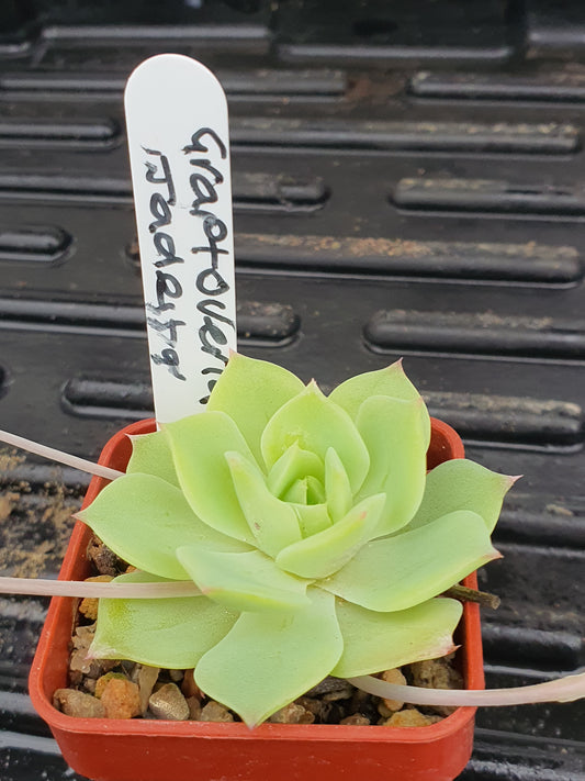 xGraptoveria 'Jadeita' image 1