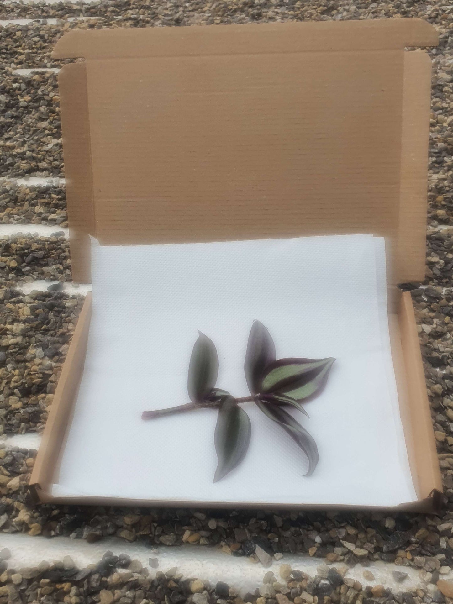 Tradescantia zerbina cv -Cutting image 0