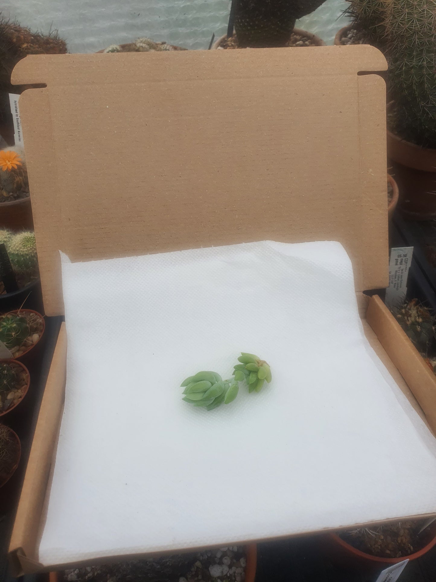 Sedum morganianum 'Burros Tails' (Donkey Tail) cutting sample