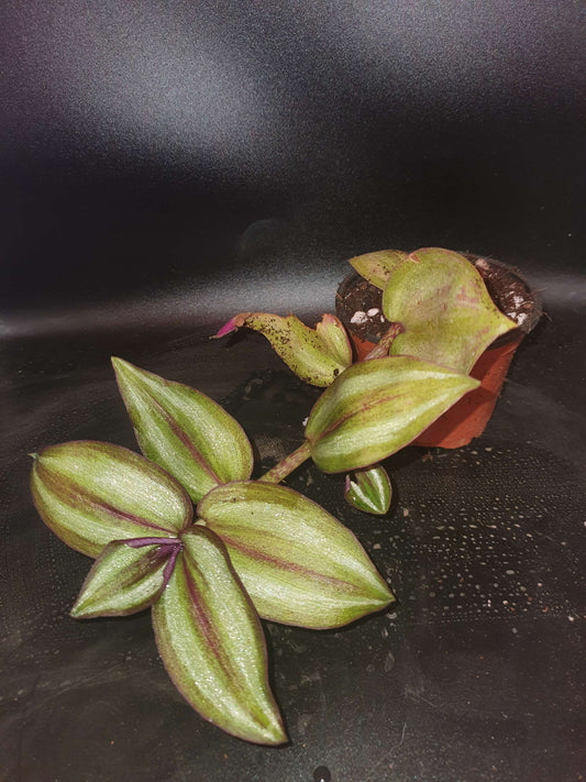 Tradescantia 'Silver Smudge' image 1