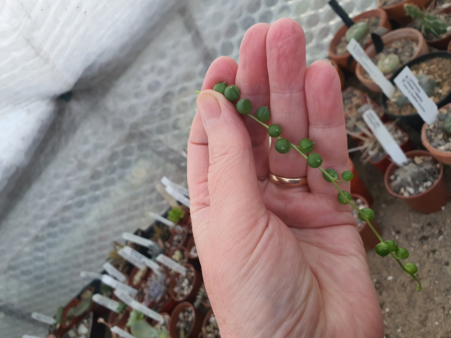 String of Pearls /Bead plant (Senecio rowleyanus) x1 cutting image 0