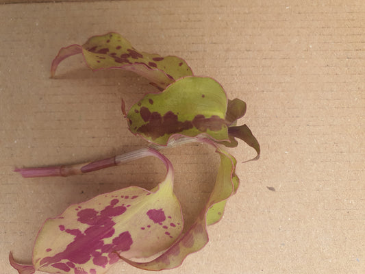 Tinantia pringlei - Spotted mexican Wandering Dew - (Tradescantia)cutting - UK grown houseplant - Barney Plants