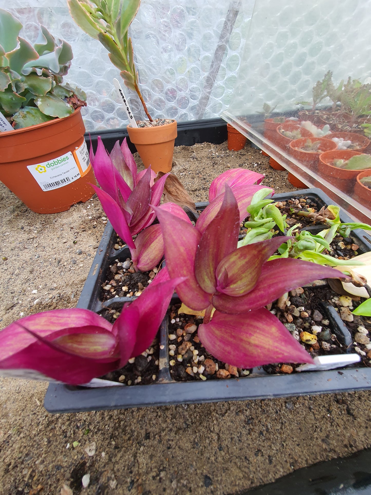 Tradescantia ' Flame Dance' (Wondering Dew cv) cutting image 3