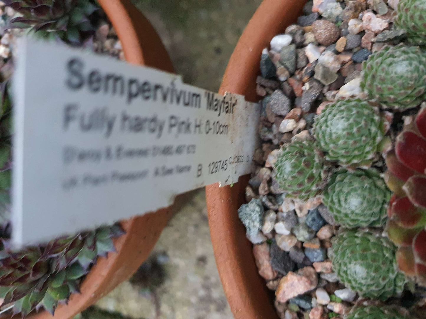 Sempervivum 'Mayfair' (House Leek) image 2
