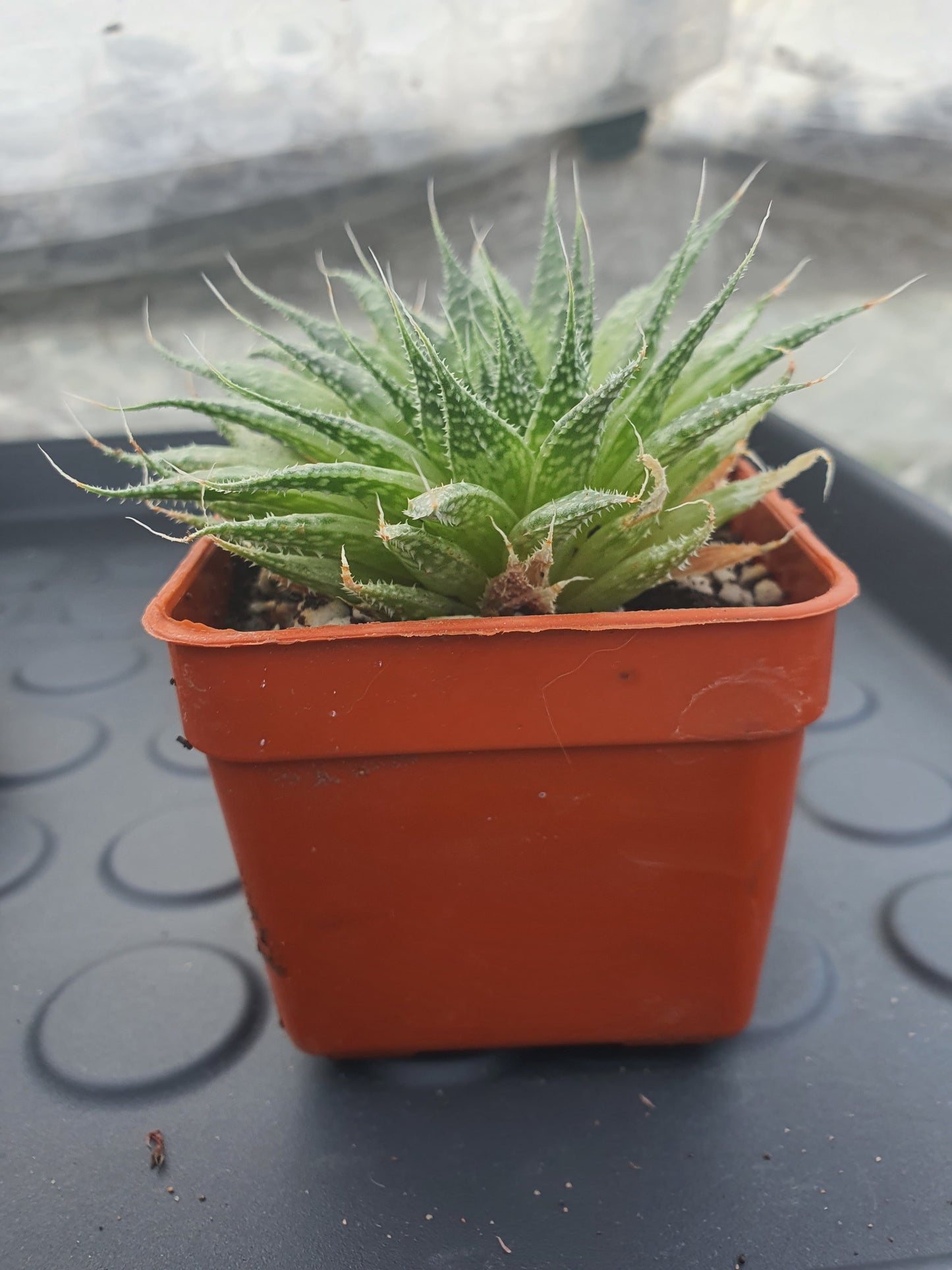 Aristaloe aristata - (Lace Aloe) image 2