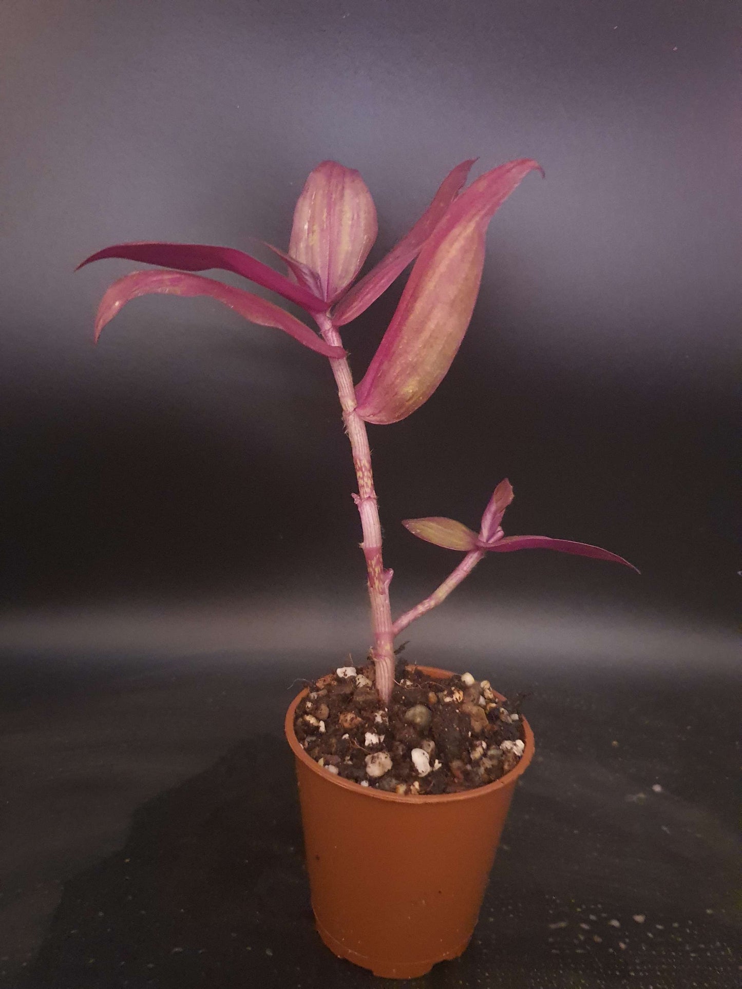 Tradescantia ' Flame Dance' (Wondering Dew cv) cutting image 1