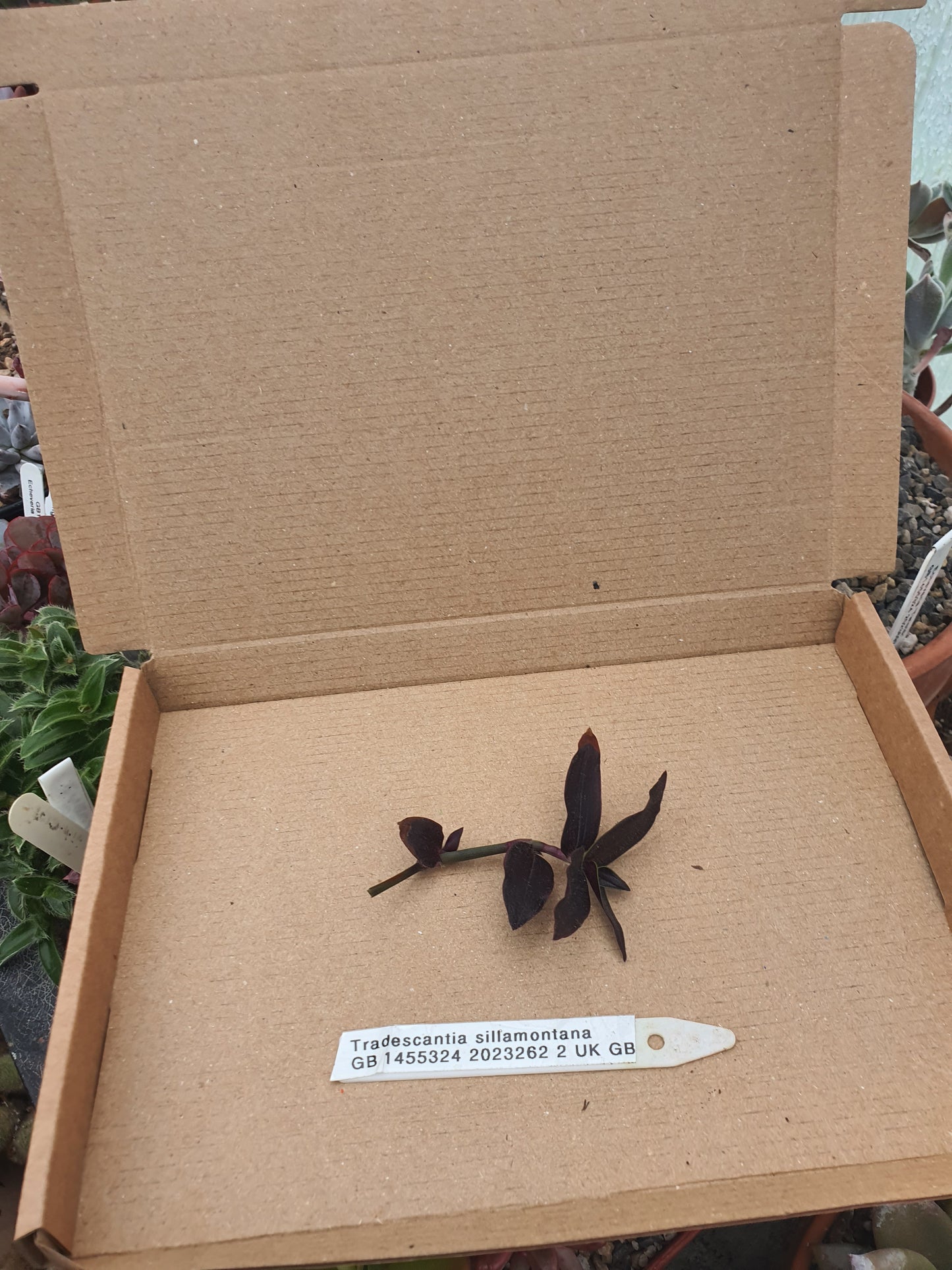 Tradescantia sillamontana (Dark Purple form) - Cutting image 1