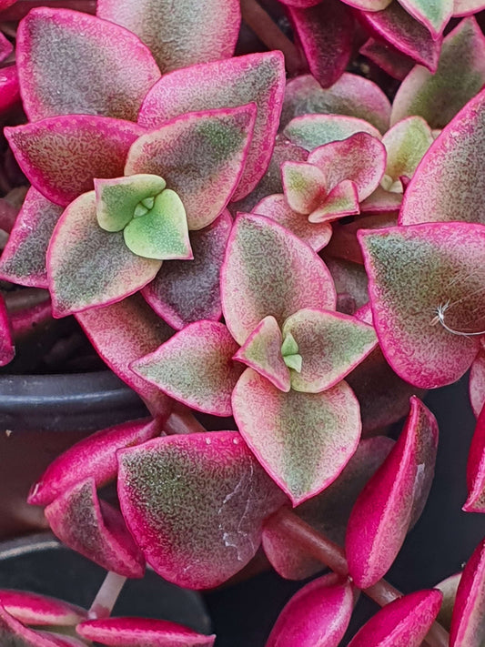 Crassula pellucida subsp. marginalis 'Variegata' - Calico Kitten|🇬🇧 UK Grown - UK grown houseplant - Barney Plants