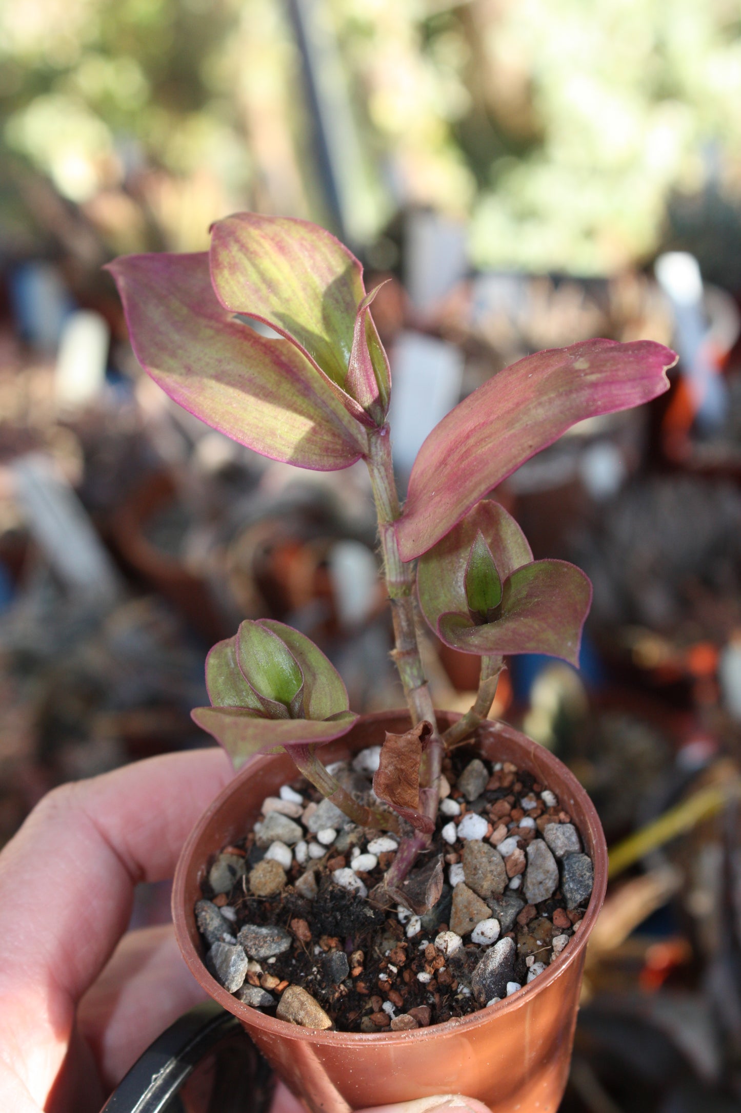 Tradescantia 'Flame Dance' (Wondering Dude cv)