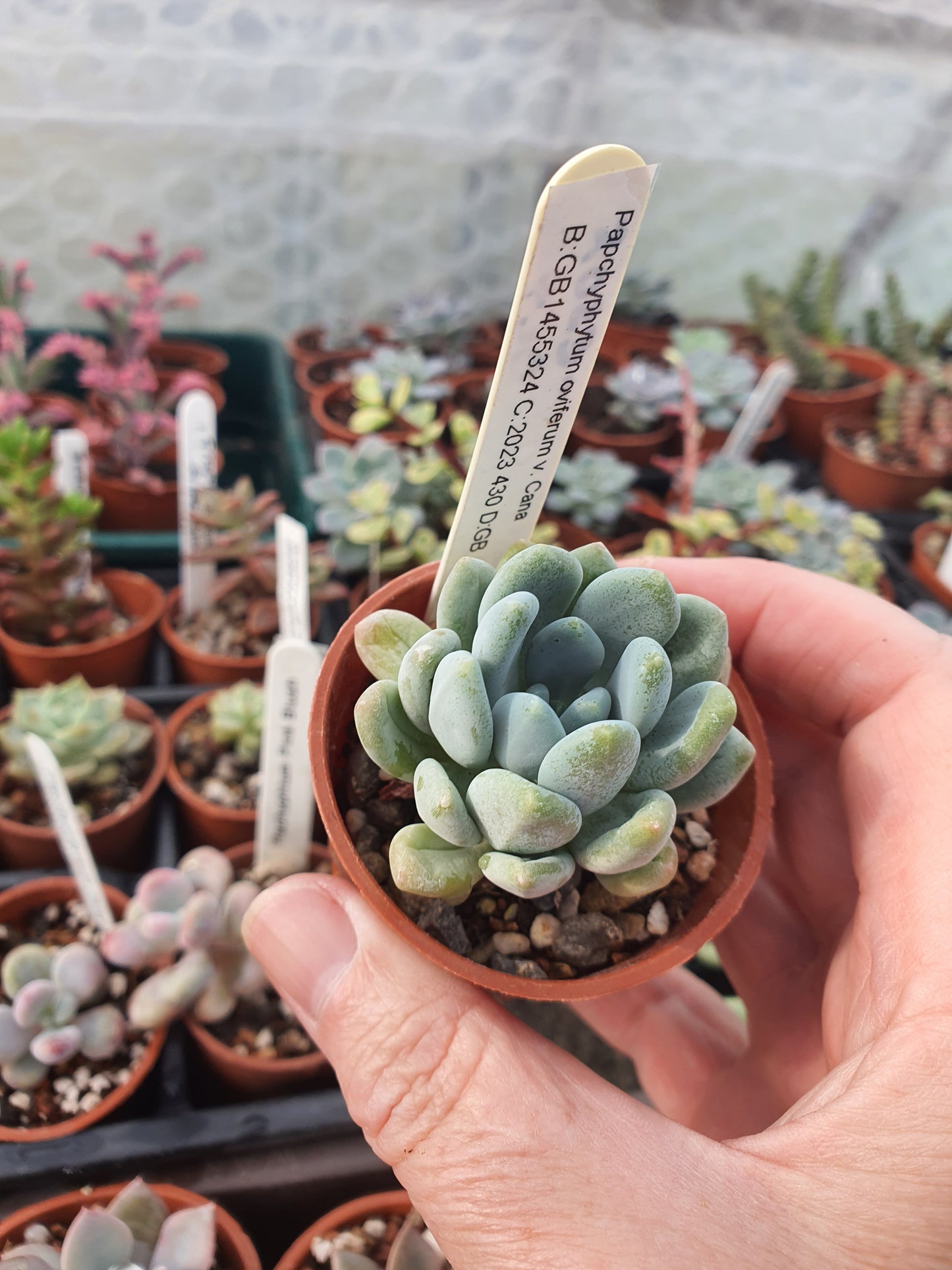 Pachyphytum oviferum v. Cana (Moonstone type)