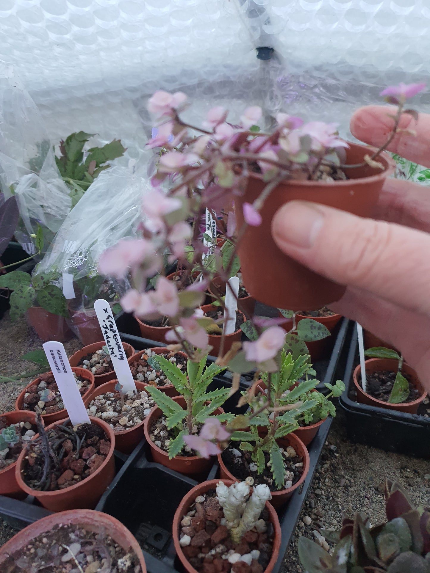 Callisia repens 'Pink Panther' - Turtle Vine Pink Panther