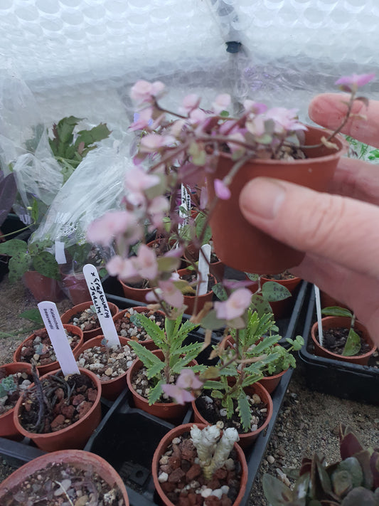Callisia repens 'Pink Panther' - Turtle Vine Pink Panther
