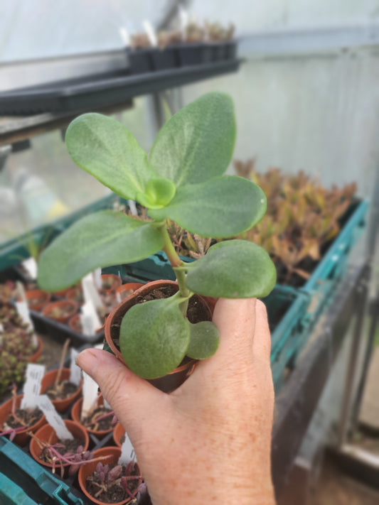Crassula multicava - Fairy Crassula