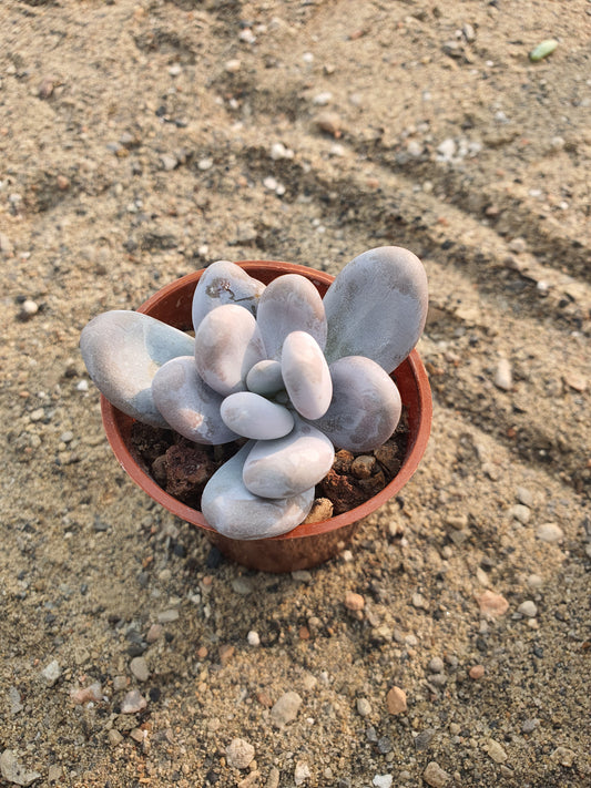 Pachyphytum oviferum (Moonstone)