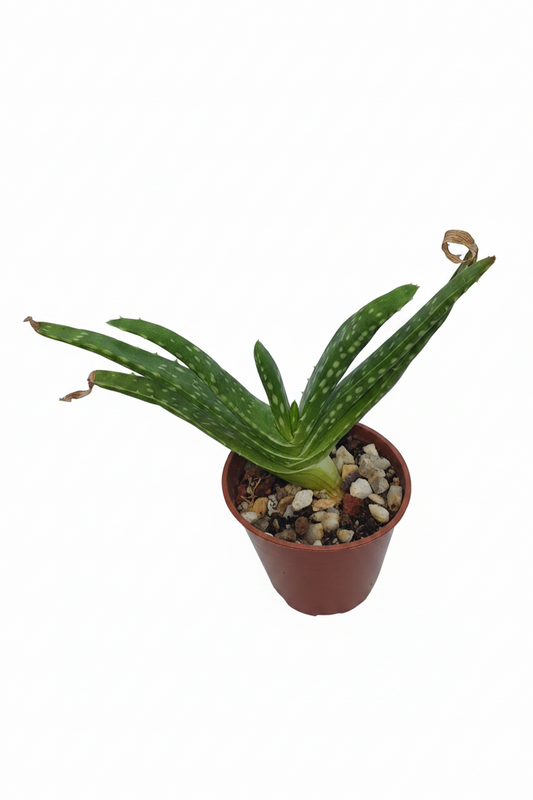 Aloe vera - Succulent