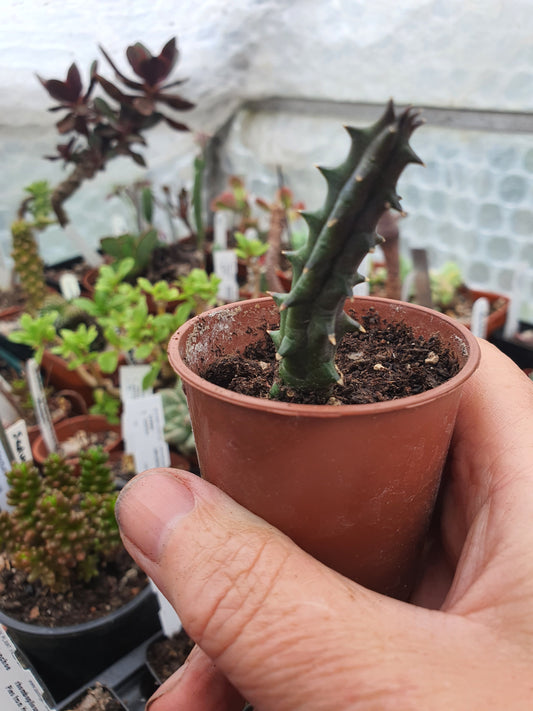 Huernia hystrix (Stapelia hystrix) - Porcupine Huerina - Toad Plant