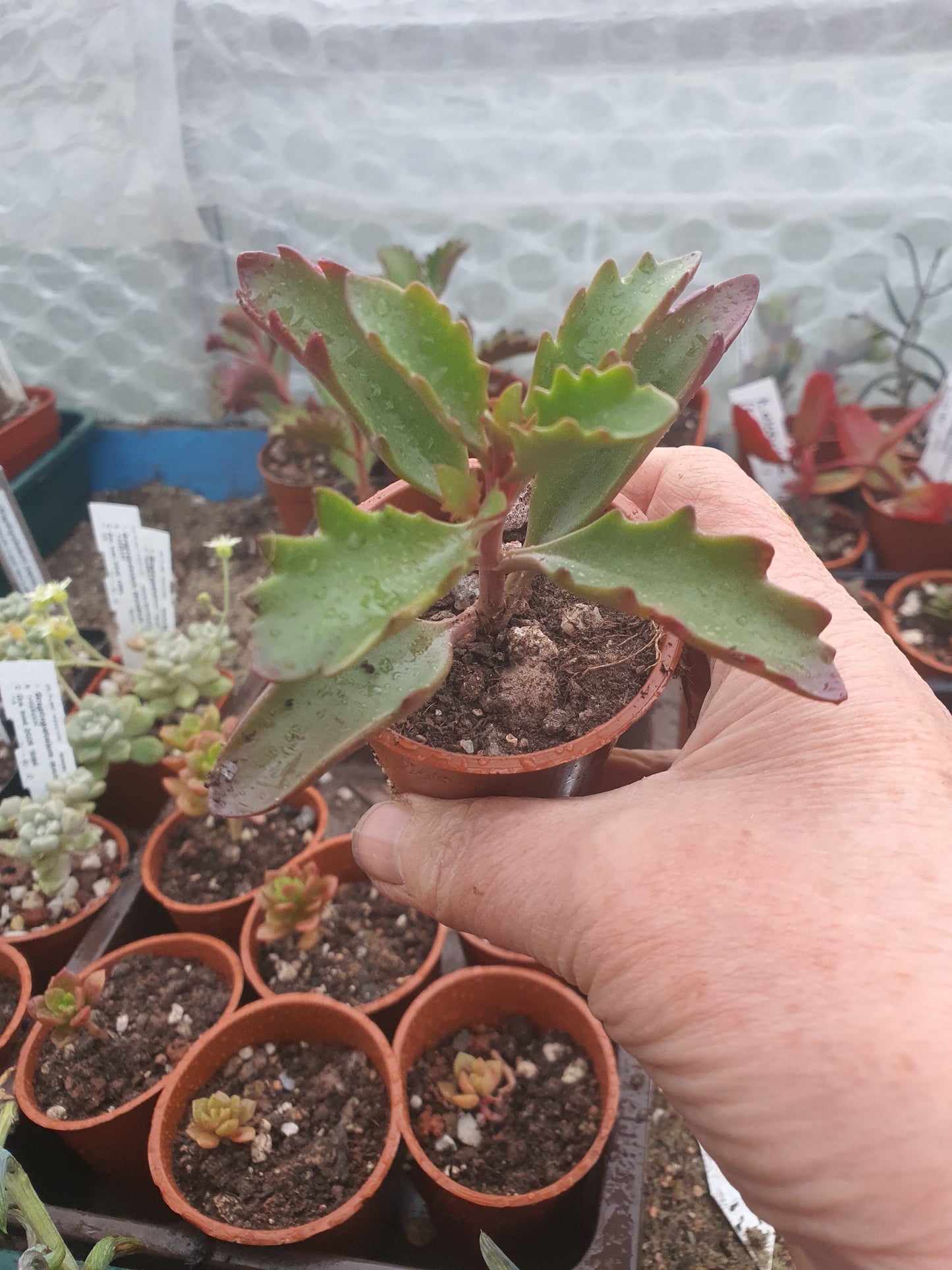 Kalanchoe longiflora - UK grown houseplant - Barney Plants