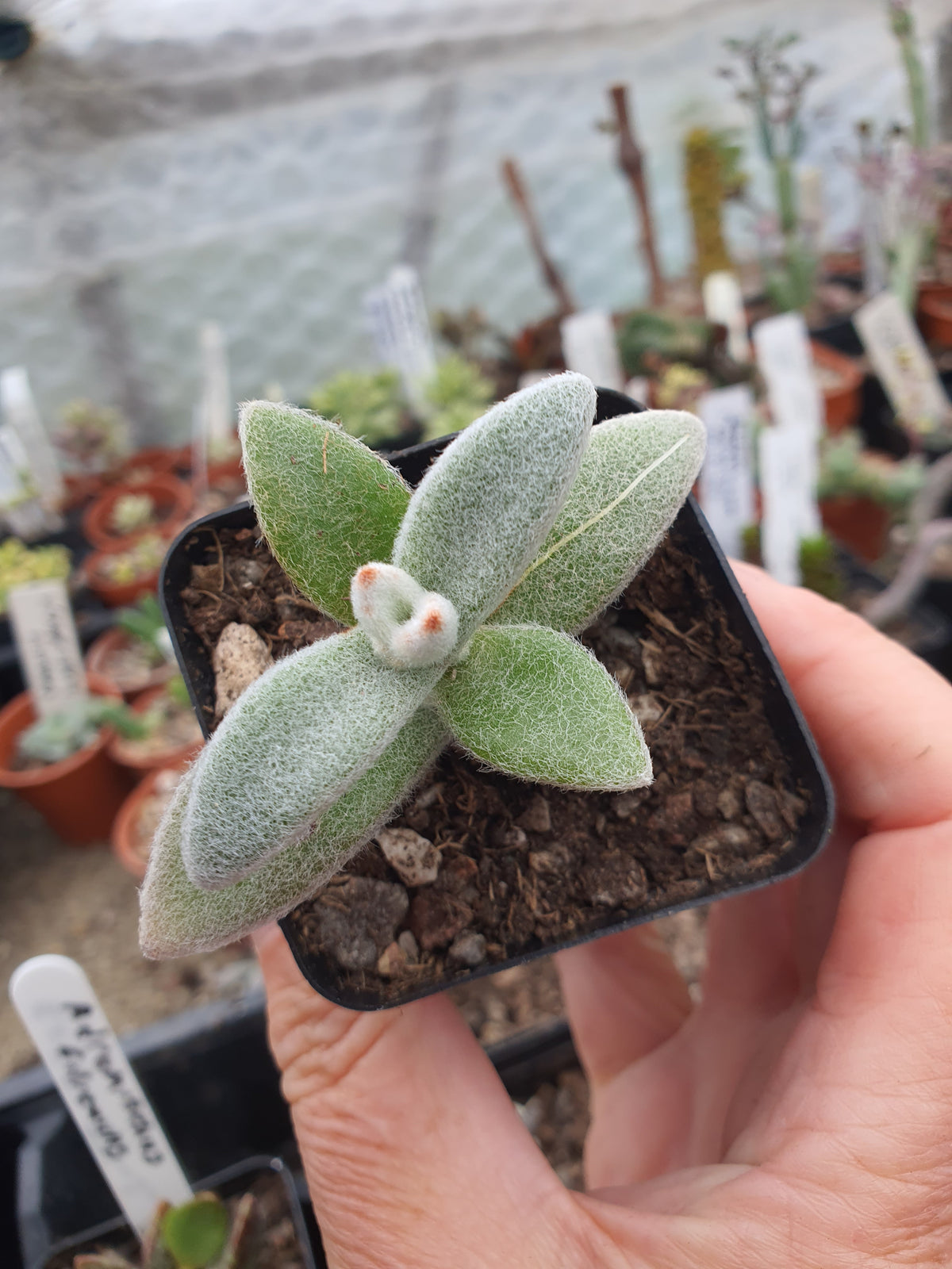 Kalanchoe eriophylla - Snow White Panda Plant