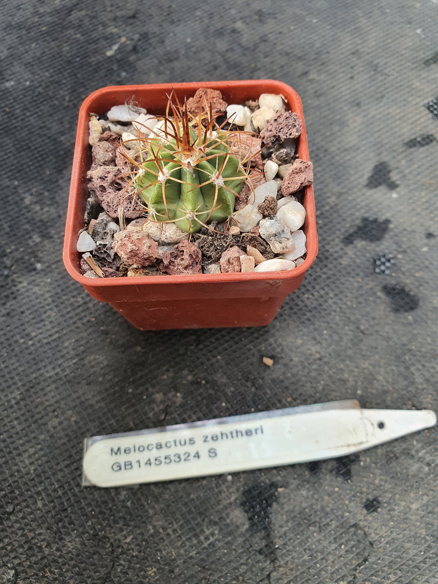 Melocactus zehntheri - Turk's Cap - UK grown houseplant - Barney Plants