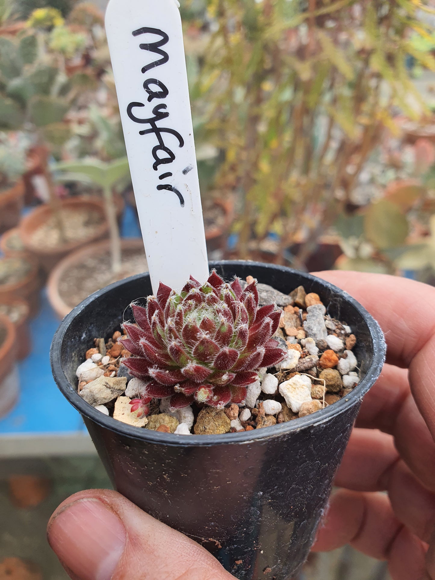 Sempervivum 'Mayfair' (House Leek)
