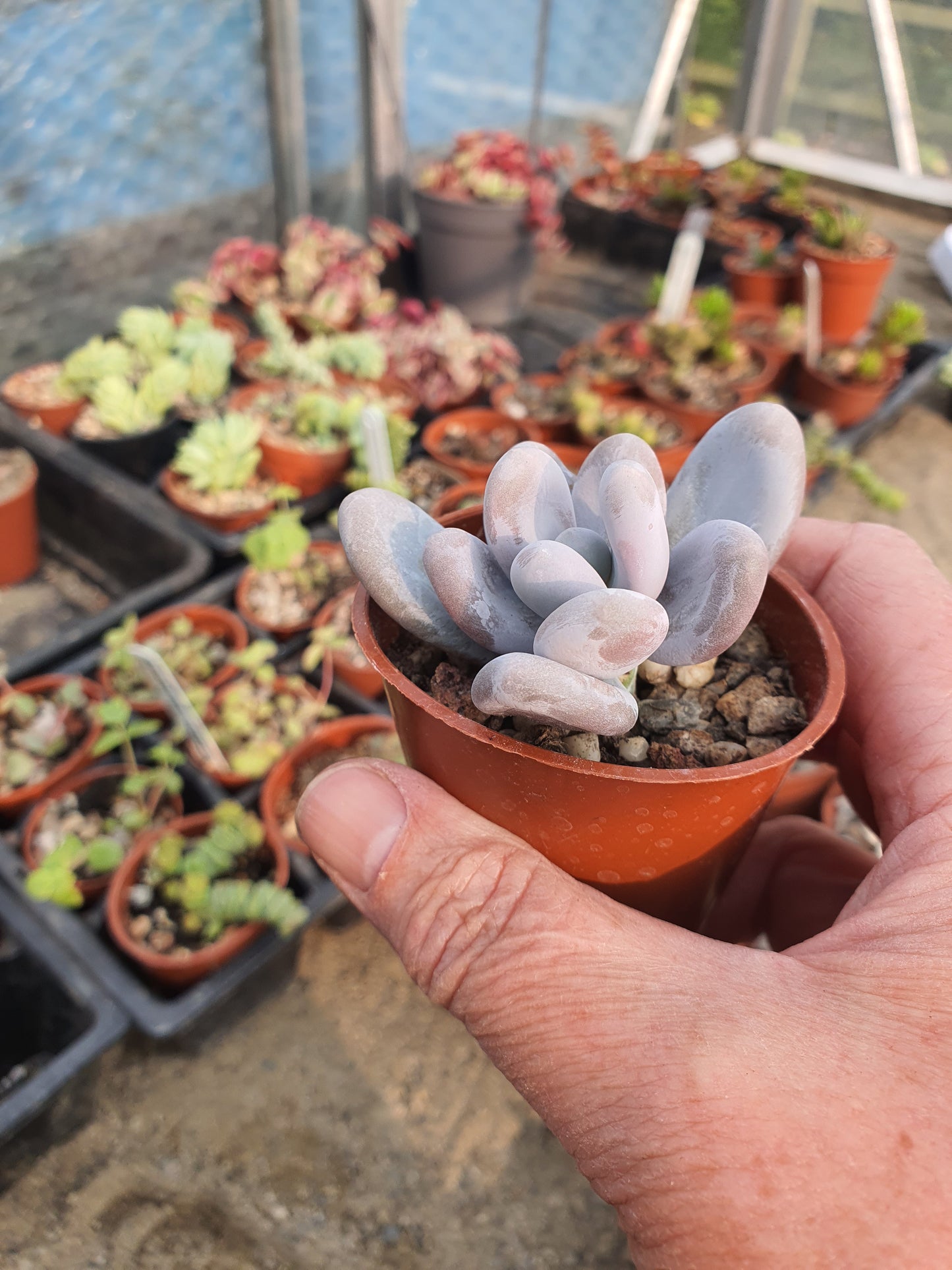 Pachyphytum oviferum (Moonstone)