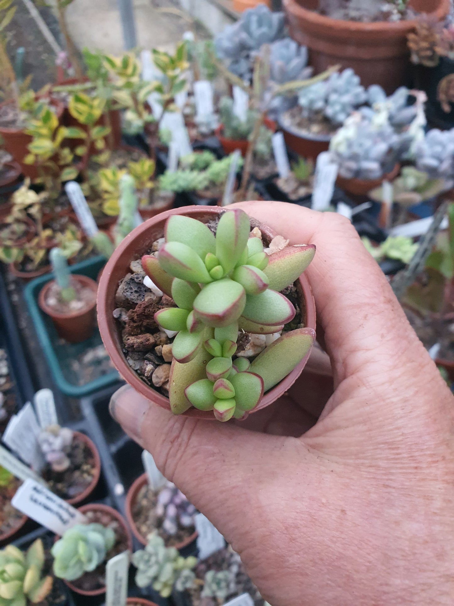 Crassula nudicailis var. Herrei | š¬š§ UK grown - Succulent