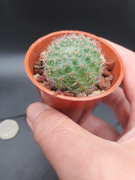 Echinopsis ancistrophora subs. cardenasiana - (Lobivia cardenasiana)