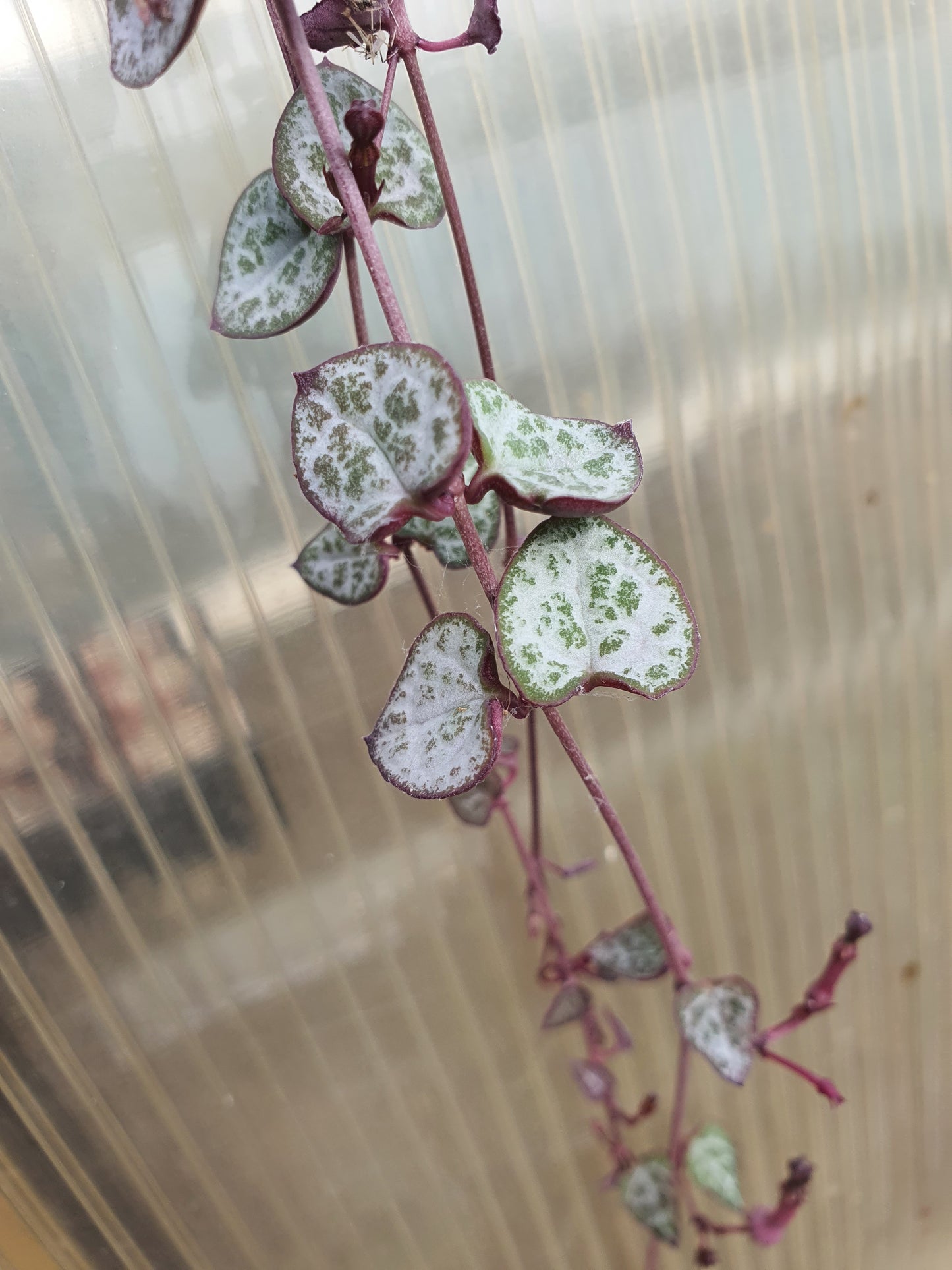 Ceropegia woodii - String of Hearts