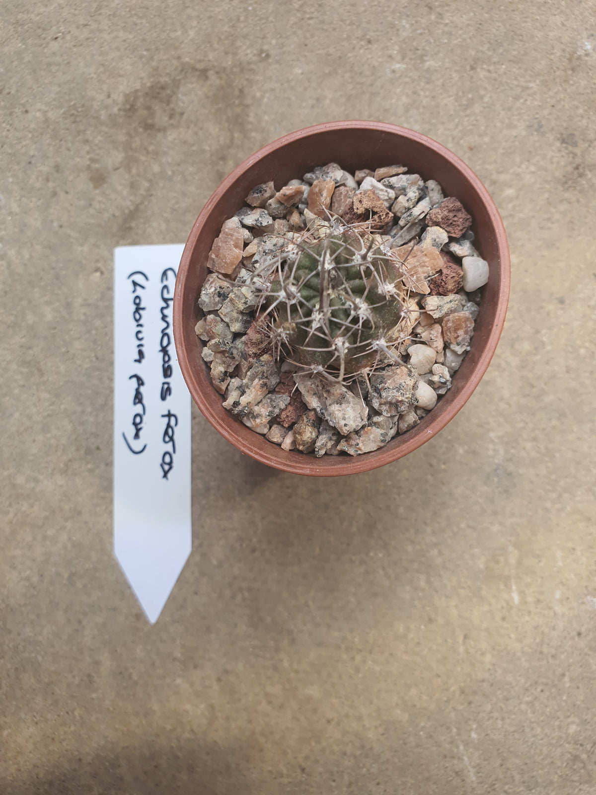 Echinopsis ferox | Lobivia ferox - UK grown houseplant - Barney Plants