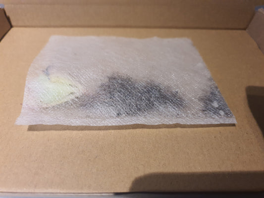 Kalanchoe pinnata (Miracle Leaf Plant) Plug plant