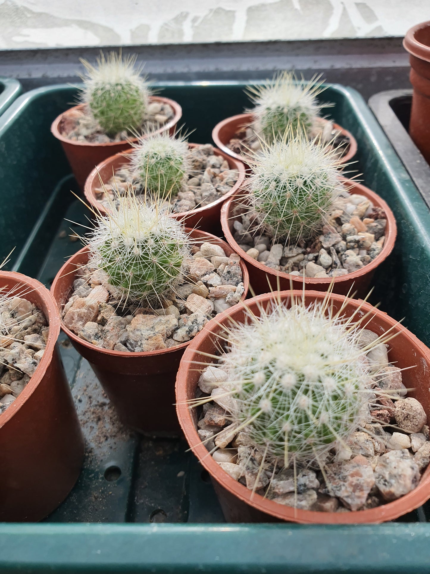 Thelocactus conothelos var. macdowellii | Thelocactus macdowellii