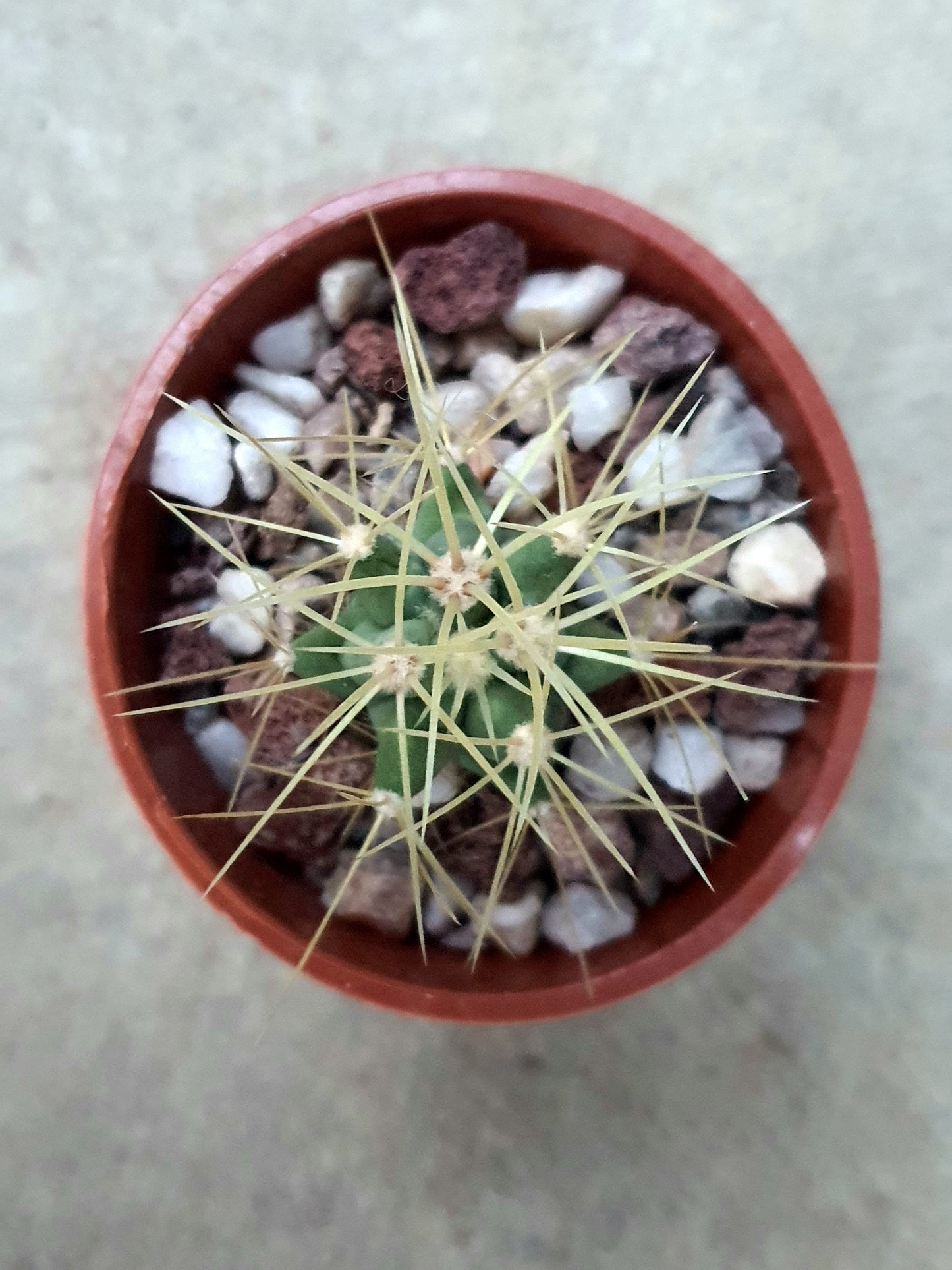 Ferocactus glaucescens | Blue Barrel Cactus | Glaucous Barrel Cactus | UK Grown