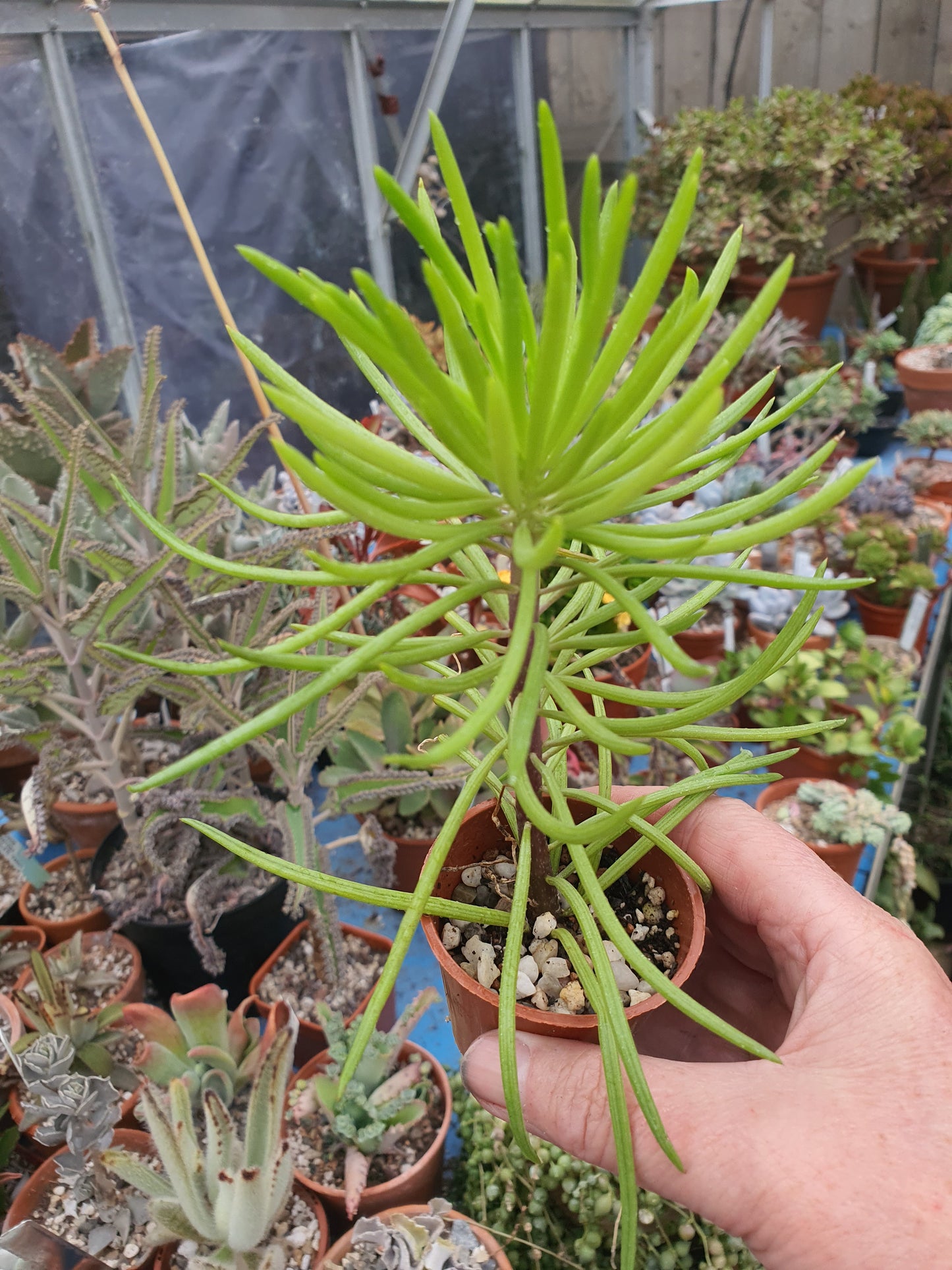 Senecio archeri Himalaya (Rooted plant)
