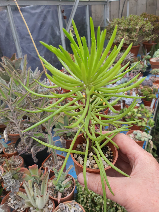 Senecio Himalaya | Senecio barbertonicus | Cutting
