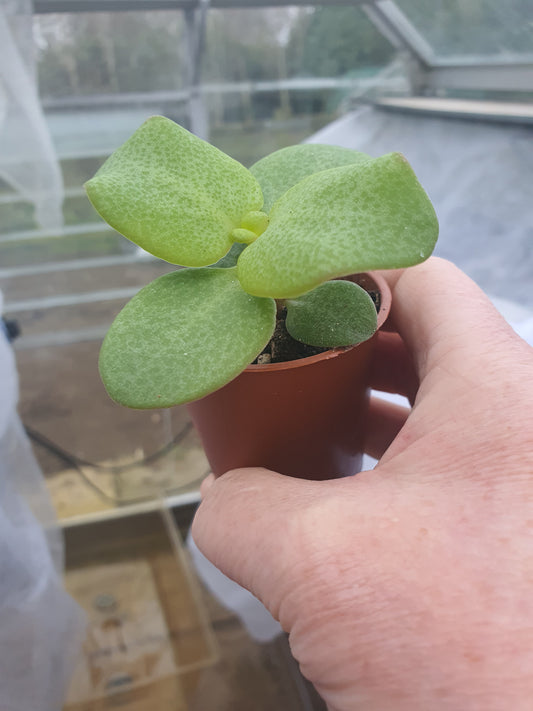 Crassula multicava - Fairy Crassula - UK grown houseplant - Barney Plants