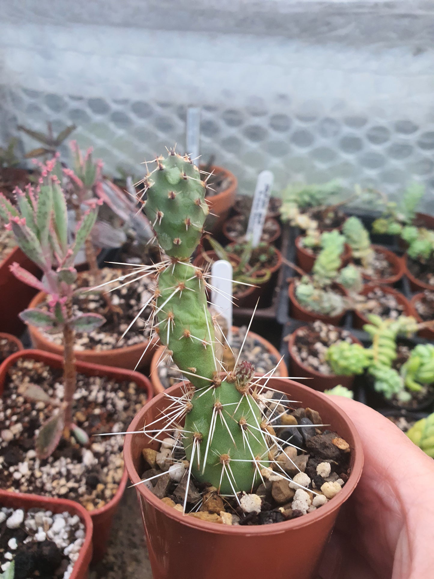 Tephrocactus kuehnrichianus | Cumulopuntia sphaerica | Rare | Pine Cone Cactus| 🇬🇧 UK grown.